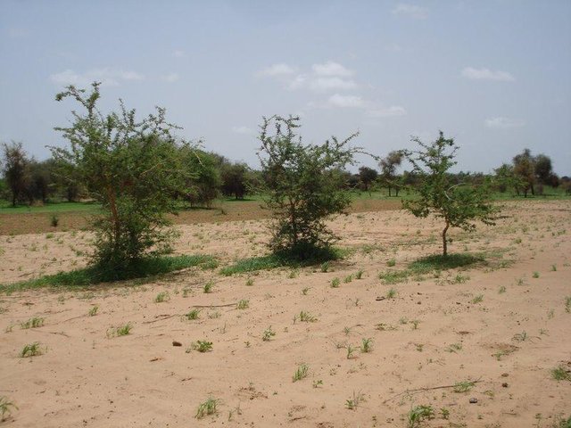 Agroforestry with Acacia senegal