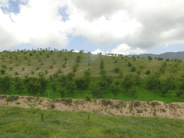 Afforestation for firewood production