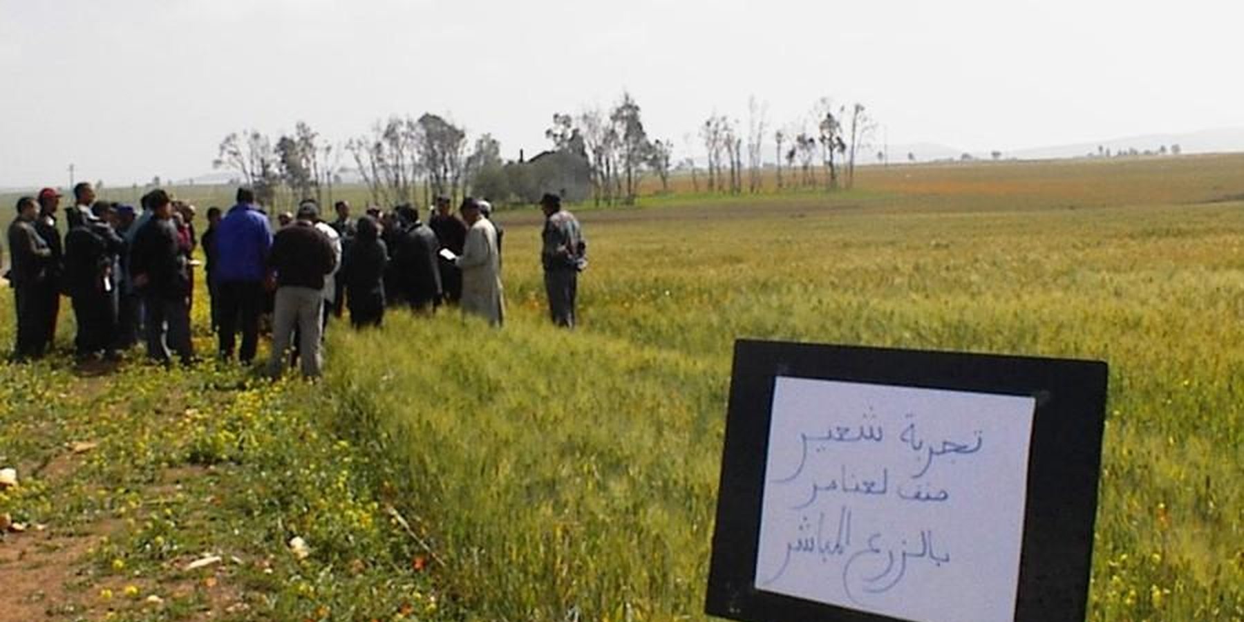 No-till field day in Benahmed region. The sign says: Trial with barley, direct seeding