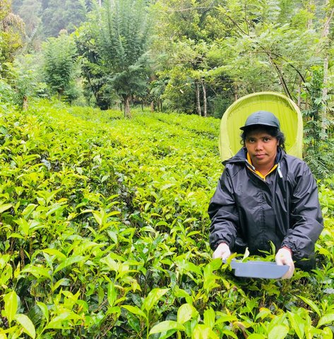 Inter-sectoral collaboration for sustainable land management in tea smallholdings