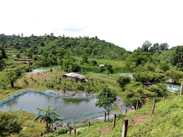 Organic agro-ecotourism in the low hills of the Chittagong Hills Tract