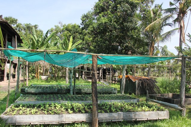 Cultivation of organic vegetables to improve the household economy and the soil quality
