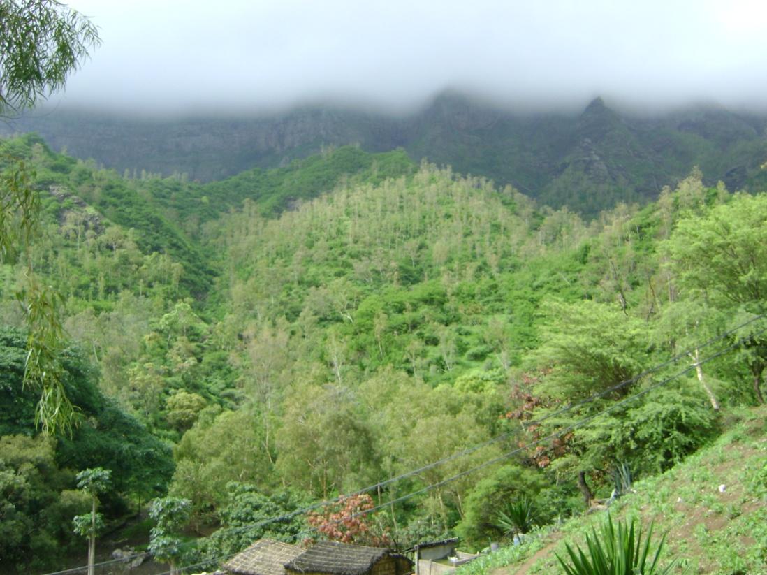 Forest area in the mountains with several species: Eucalyptus spp., Dichrostachys cinerea and Lantana camara on steep slopes.