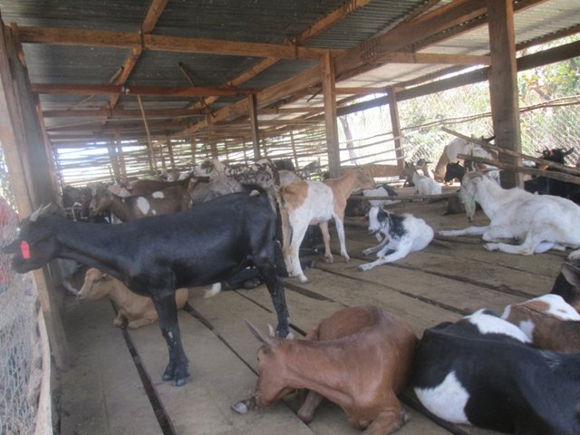 Small ruminant management for manure production (goats)