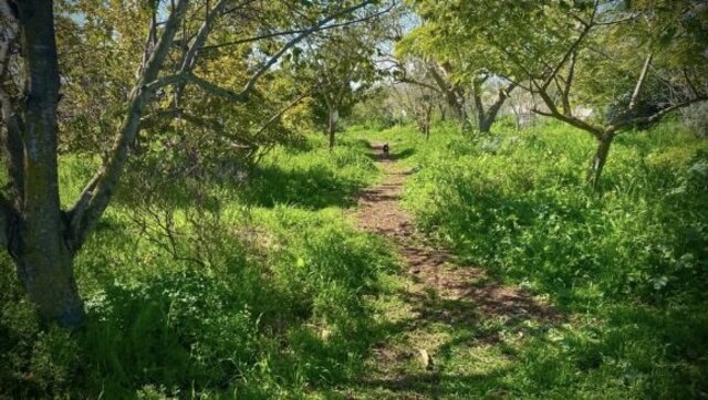 Conversion of conventional monoculture farmland into a food forest