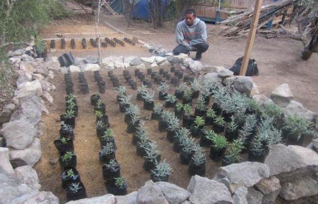 Sustainable propagation of the  fodder tree Euphorbia stenoclada  (“samata”)