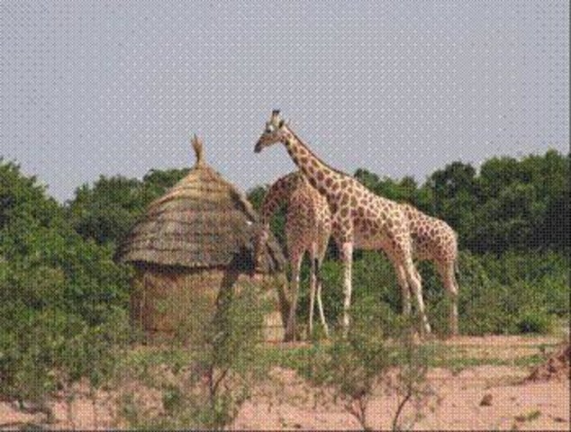Approche de conservation pour les girafes de Kouré