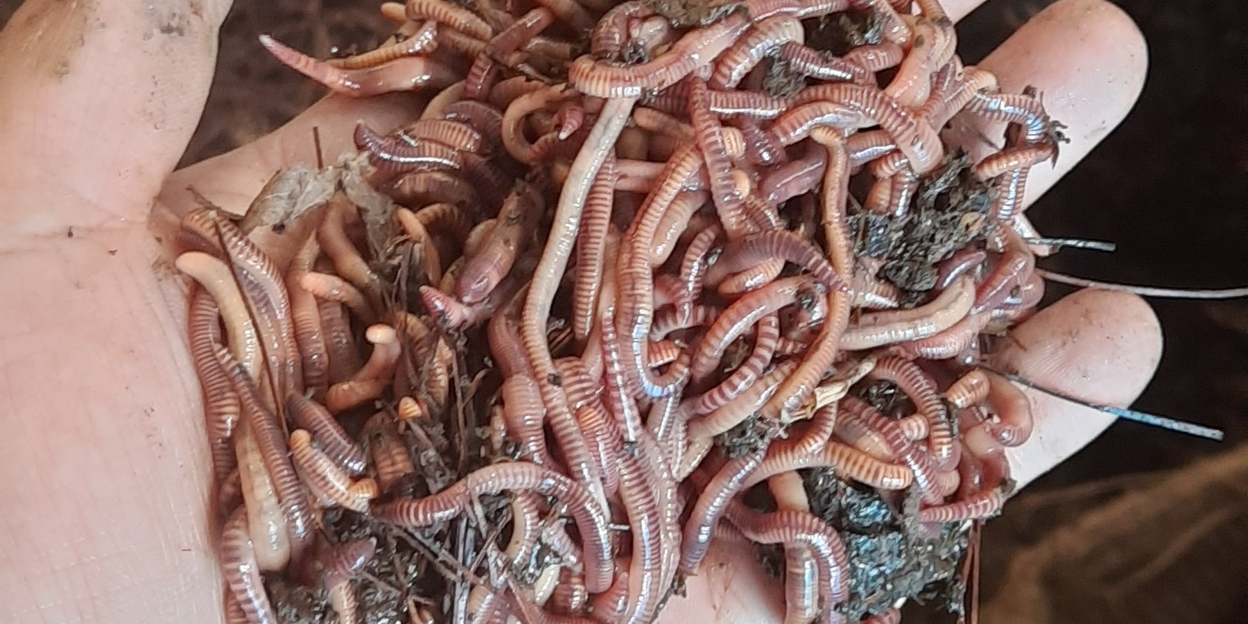 Earthworms used for vermicomposting