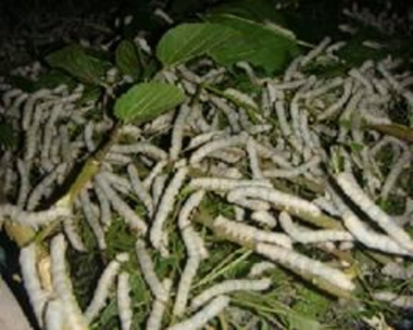 Mulberry cultivation for silkworm