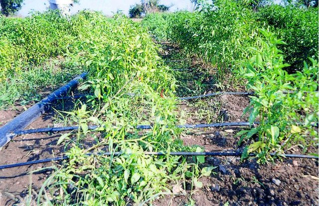 Pepsee micro-irrigation system
