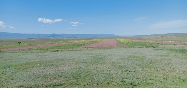 Коренное улучшение низкопродуктивных пастбищ путем полосного размещения многолетних засухоустойчивых трав в условиях предгорно-полупустынной зоны юго-востока Казахстана