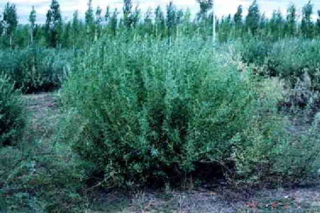 Caragana Korshinskii Planting - a SWC vegetation technology