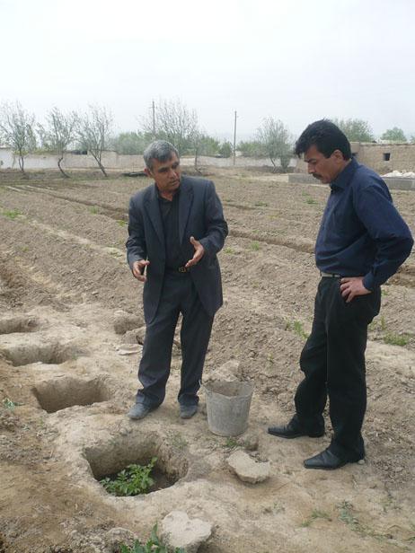 Showing the pits where the potatoes are planted.