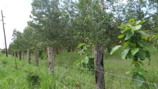 Fast-Growing Clonal Eucalyptus