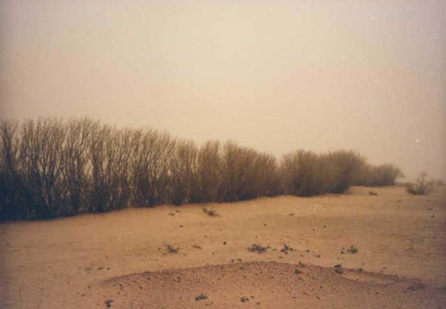 Sand dune stabilisation