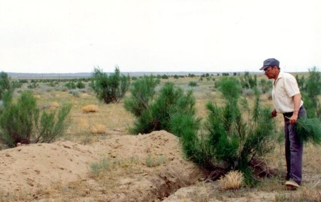 Creation of haloxylon pasture-protective strips at north desert