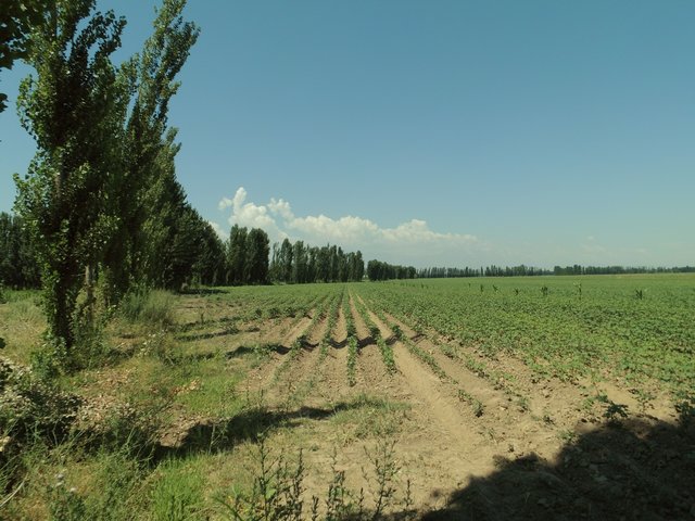 Tree windbreaks within irrigated agriculture in Central Asia