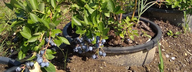 Cultivation of blueberries on infertile/degraded soils using plant pots