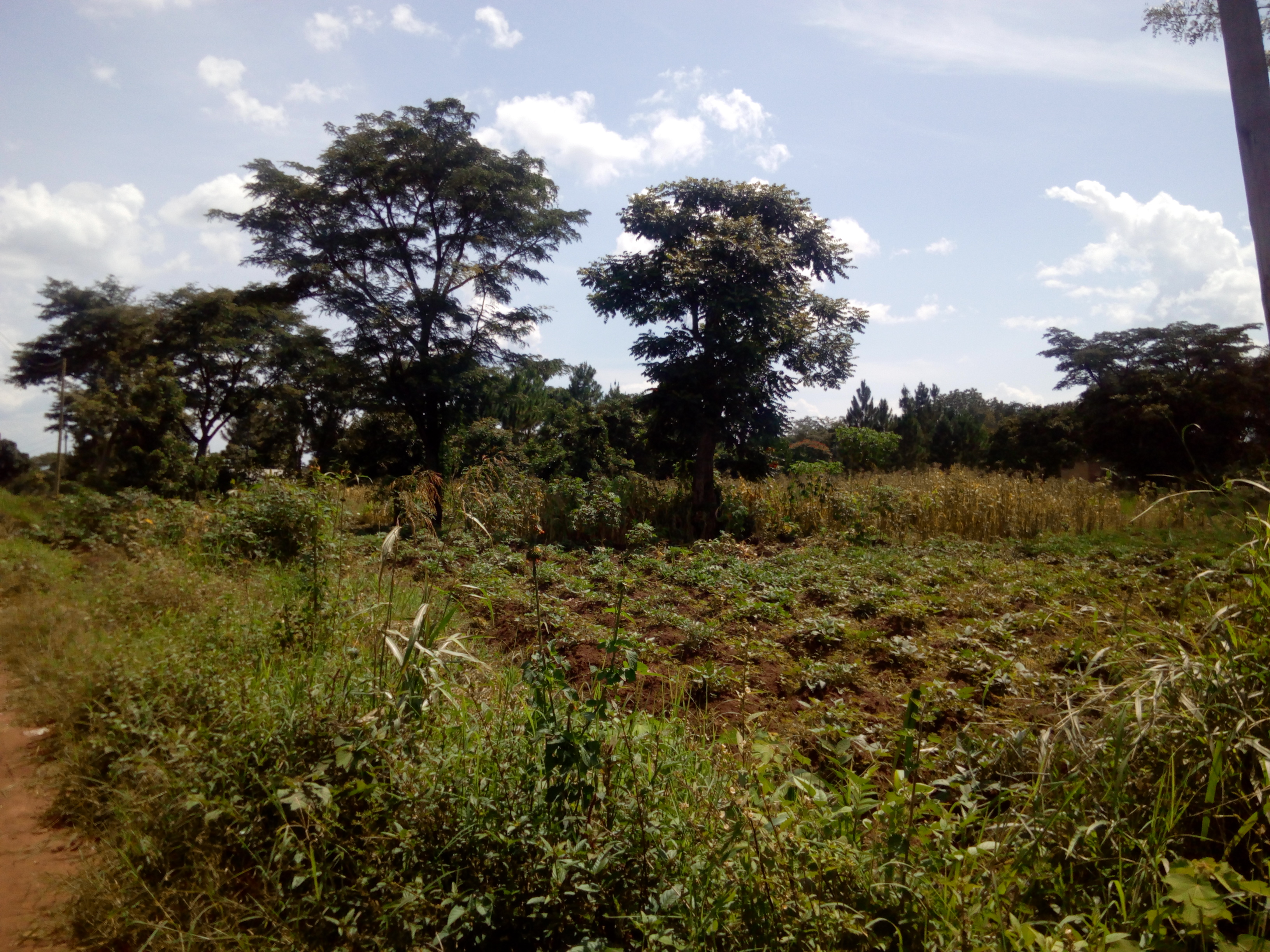 Scattered native trees on-farm protect crops such as maize and bananas agaist strong winds