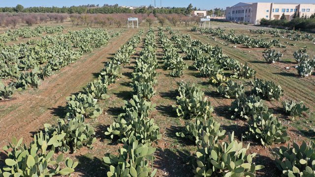 Cactus Fruit Plantation in Arid Dry Lands