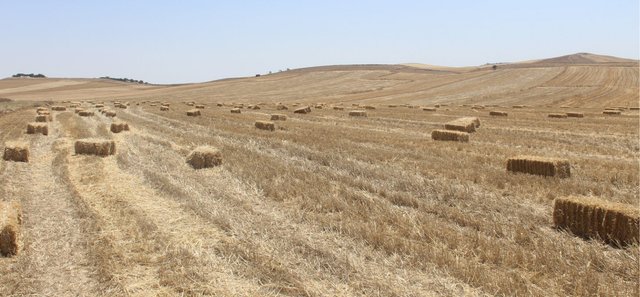 Conservation Agriculture in Dryland Mixed Systems