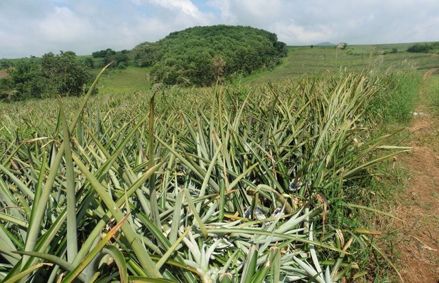 Integrated Soil and Water Conservation Approach in Improving Biophysical Condition of Mt. Kitanglad Agri-Development Corporation (MKADC) Pineapple Production
