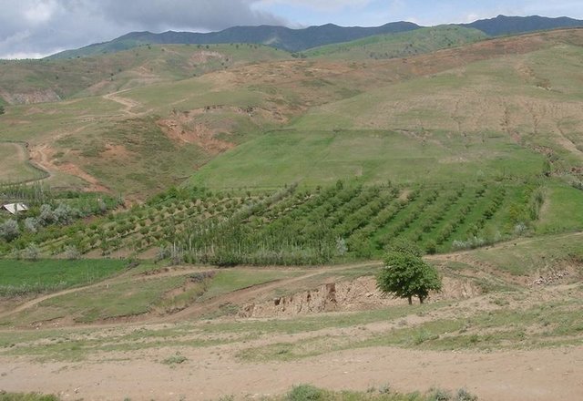 Orchard-based Agroforestry (establishment of orchard)