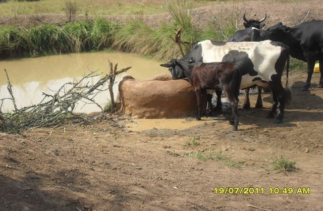 Indigenous water collecting pond and livestock watering trough