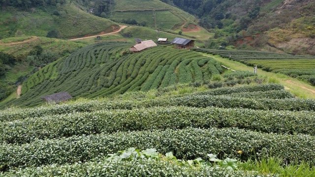 Continuous bench terrace in high sloping area for tea plantation