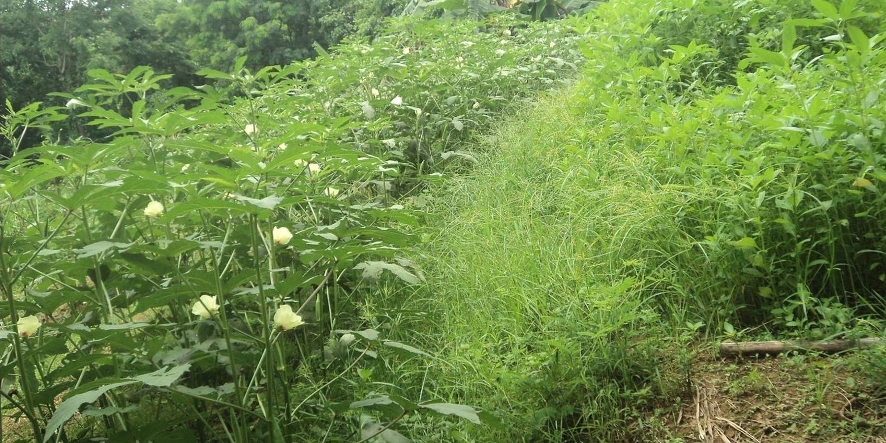 Natural Vegetative Strip in slope cultivation