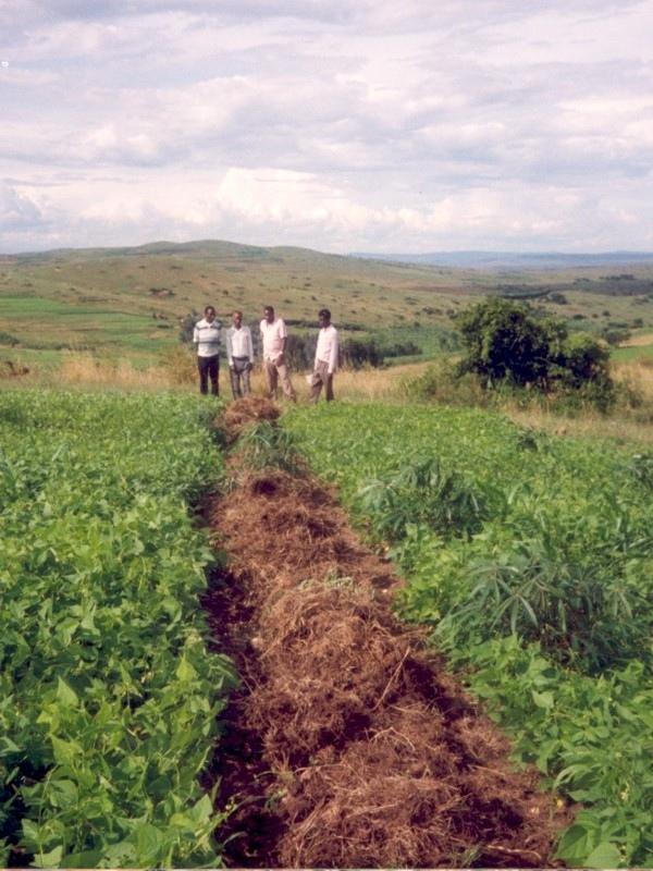 An improved trash line, laid out along the contour, in a field of beans.