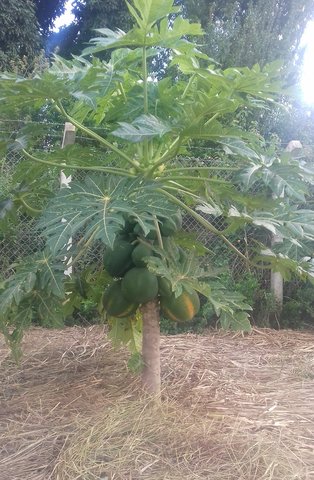 Intensification of pawpaw with mulching