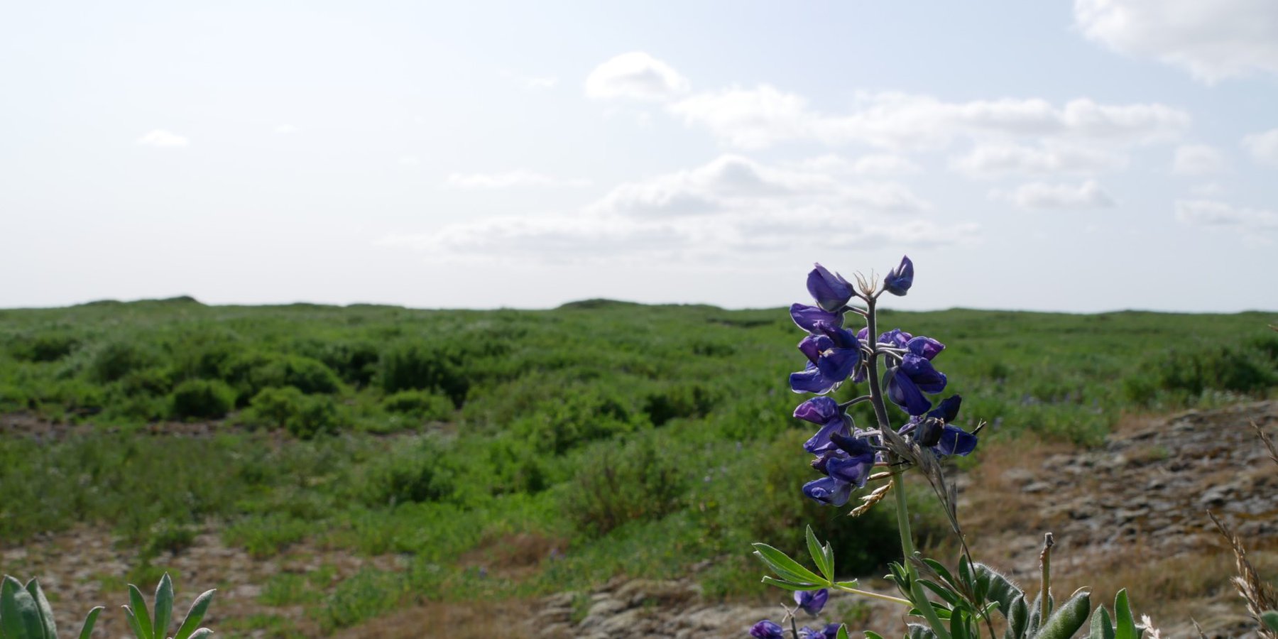 The picture shows the flower of the lupine, which is used for land reclamation in Iceland (see background).