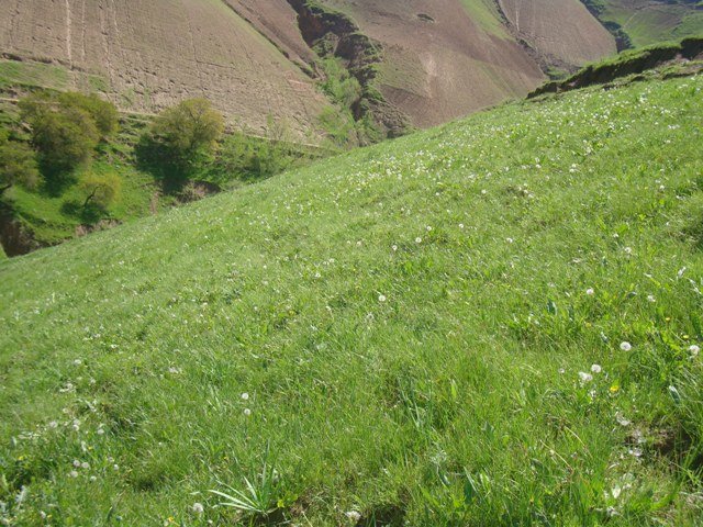 Rehabilitation  of degraded pastures with alfalfa