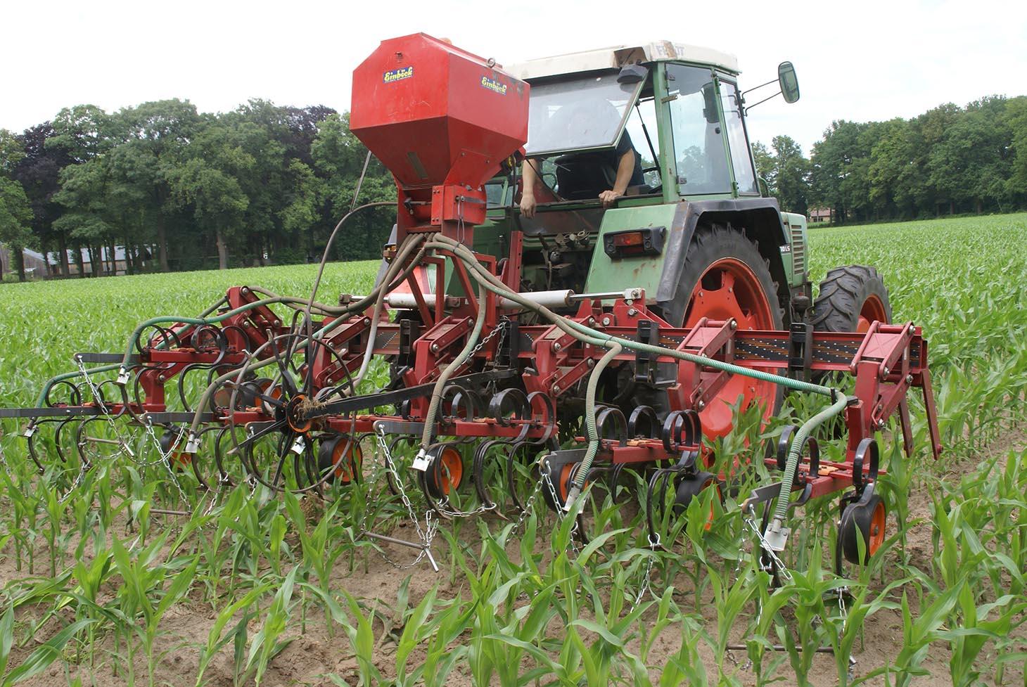 Seeding of rye-grass between established corn rows.