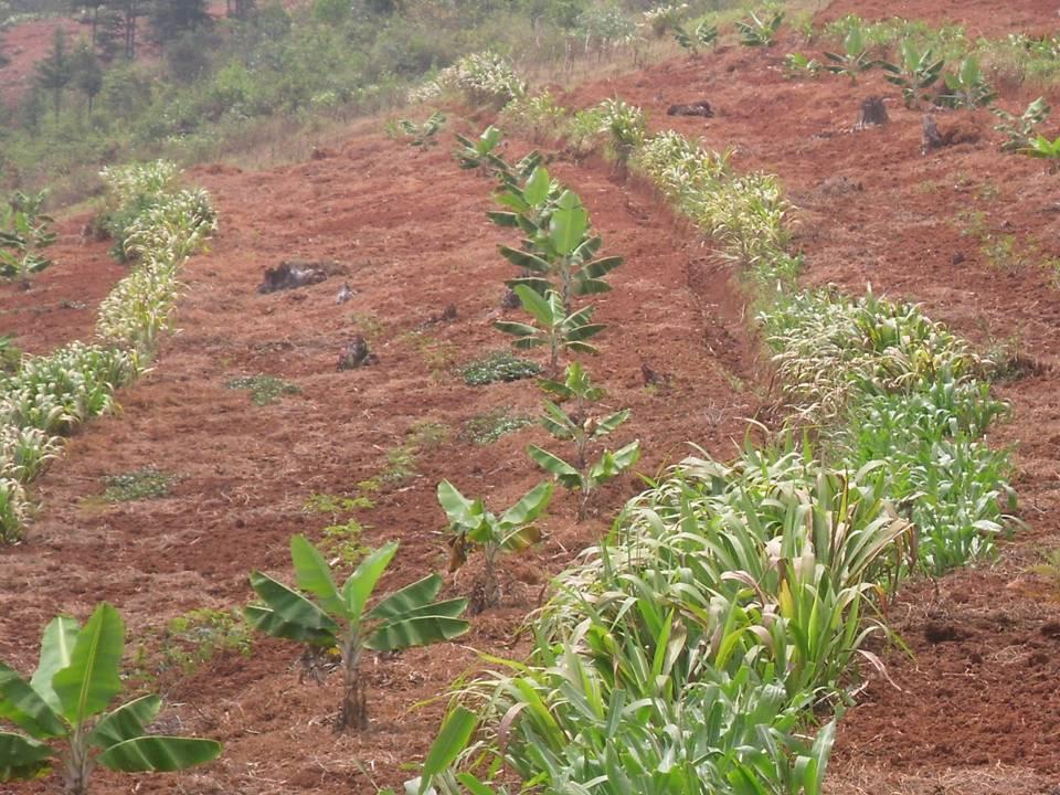 La protection des sols contre l'érosion à travers la mise en place des courbes de niveau, cultures fourragères comme herbes fixatrices et des arbres agroforestiers