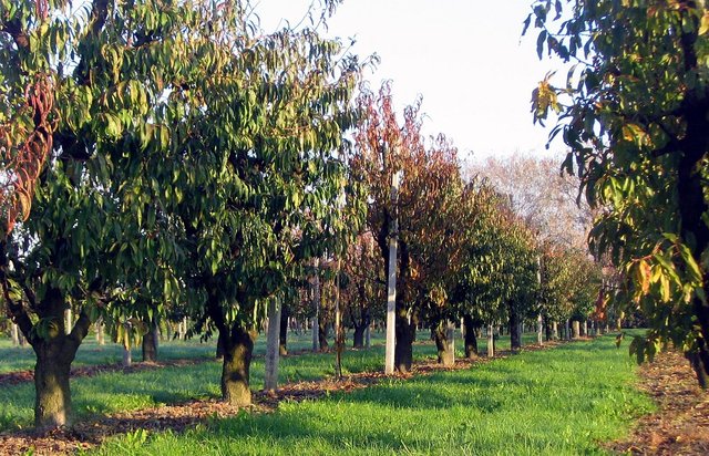 Green cover in orchards