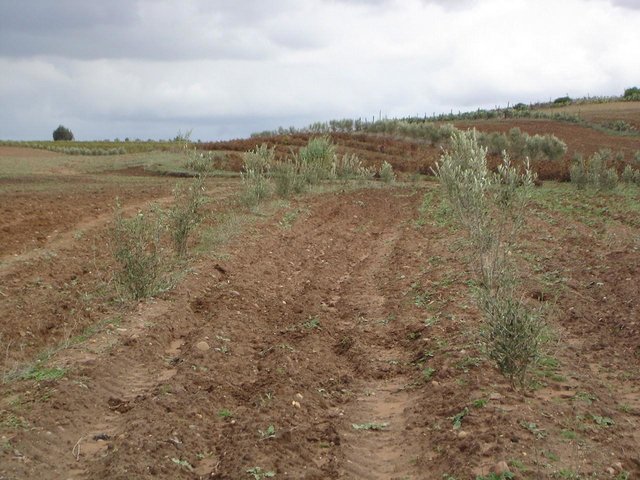 Olive tree plantations with intercropping