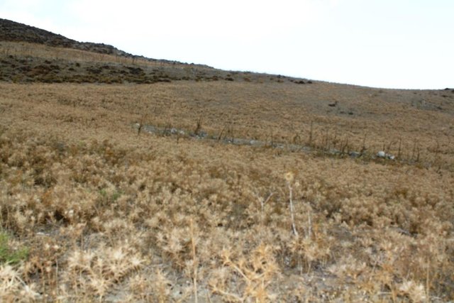 Establishment of intensive grazing areas on low productive slopes