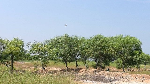 Planting of Acacia ampliceps to control severely salt-affected land.