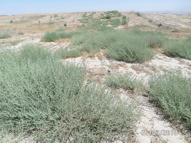 Drought-resistant crops to enhance forage production and prevent erosion in desert areas