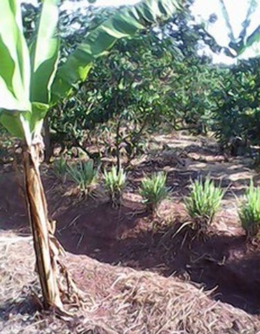 Soil productivity improvement and BXW control in epidemically affected banana zone