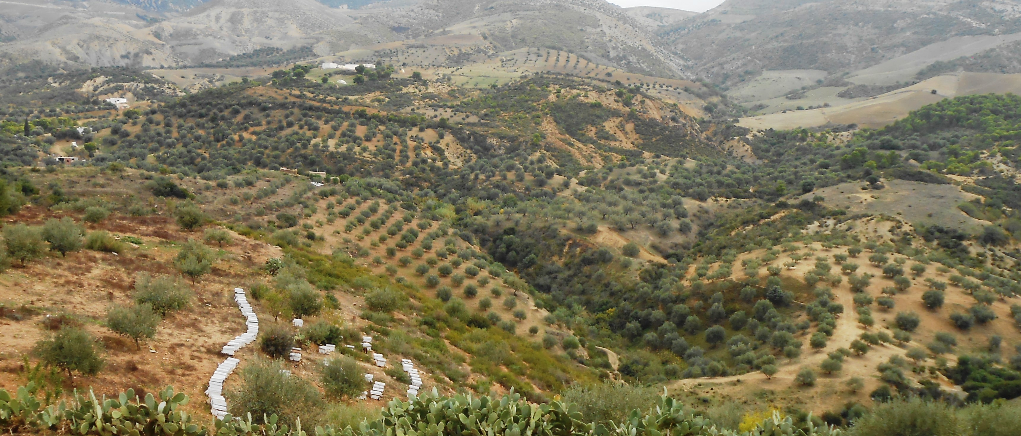 Le système agroforestier dans les zones montagneuses au Nord Ouest Tunisien. 