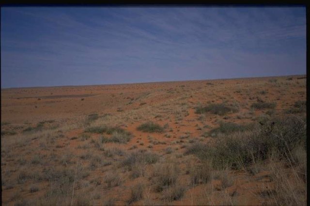 Rehabilitation techniques in southern Kalahari - Vegetative and Management