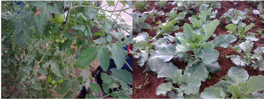 A photo showing Small Scale Vegetable Garden for Home Consumption and Income in Ibanda District, South Western Uganda