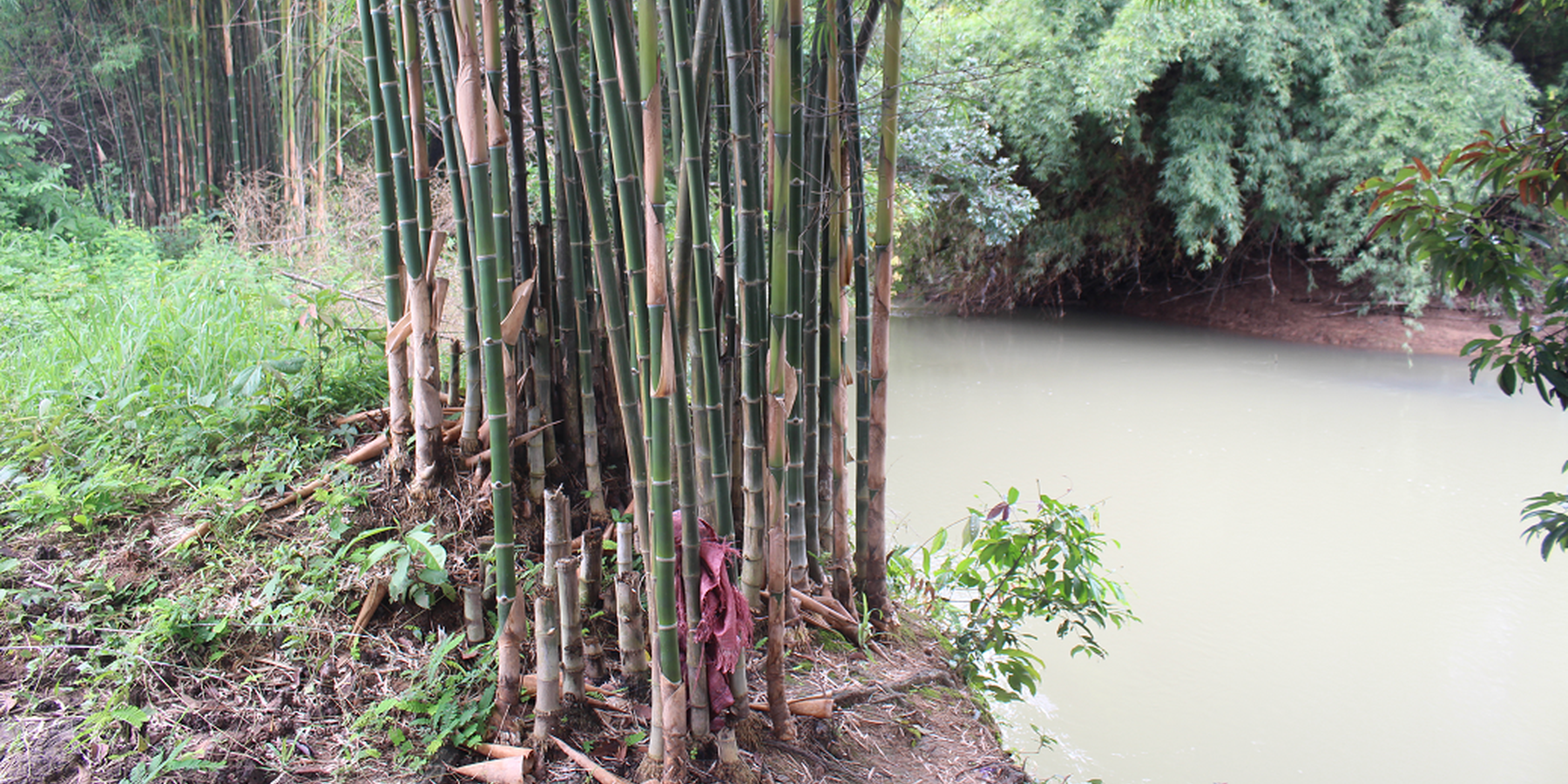 Bambusa oldhamii planting along river bank to protect soil erosion