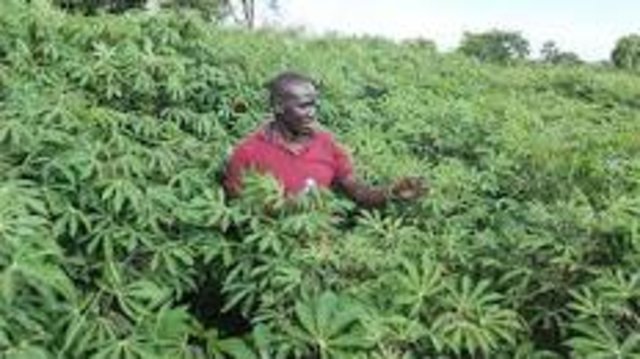 CROP ROTATION OF CASSAVA AND SOY BEAN