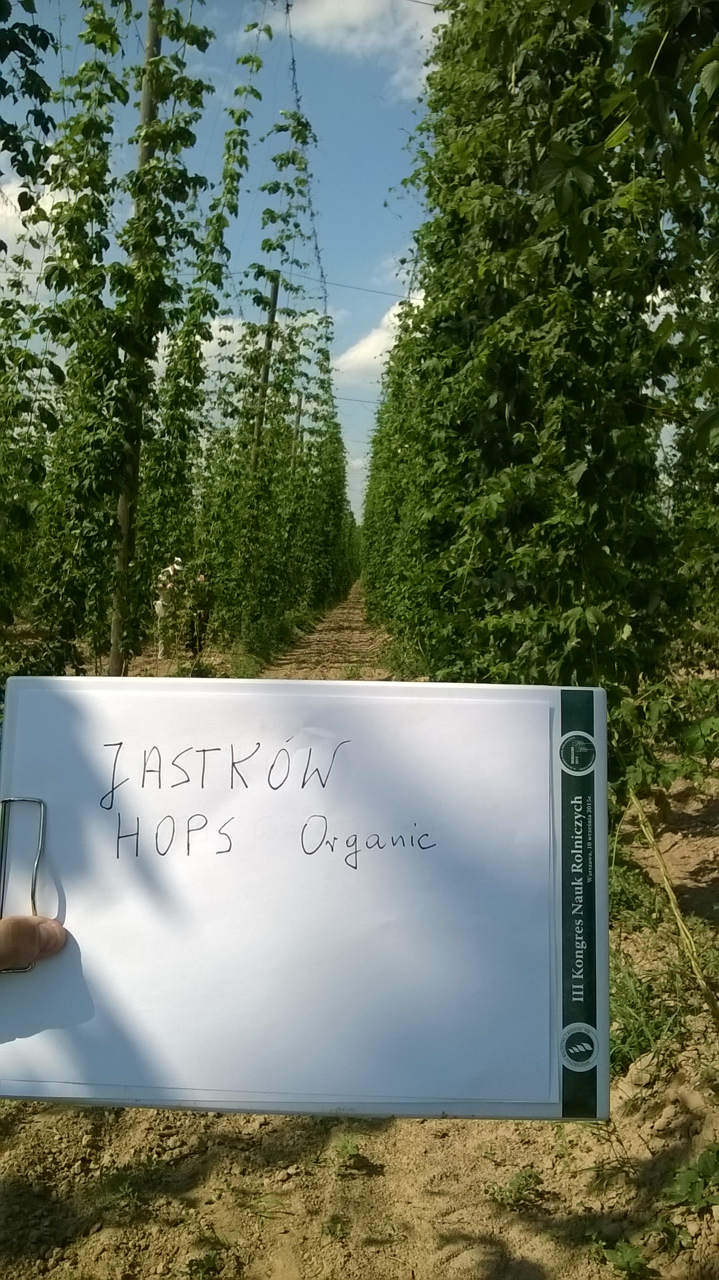 Organic agriculture in hop cultivation