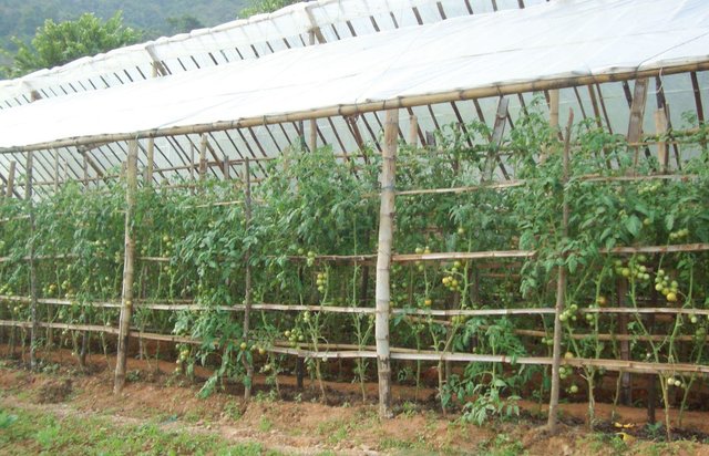 A low-cost polyhouse for tomato production in the rainy season
