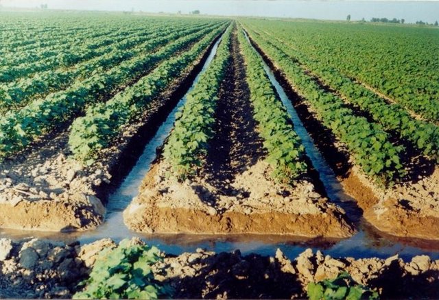 Water-conservation technology at cultivation of the cotton in south. K